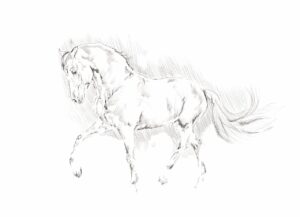 illustration, a horse, the animal